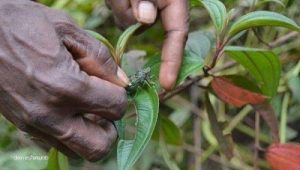 Tege, masih menjadi makanan favorit Orang Kamuu dan Mapia