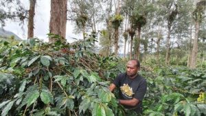 Yapkema ingin budi daya kopi terus dikembangkan di wilayah Meepago