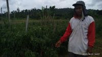 Harga cabe dari di Nabire sekitar 40-50 ribu, petani merugi