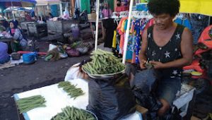 Harga sirih di Nabire 100 ribu per kilo