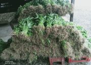 Petani di Nabire Kembali keluhkan pupuk