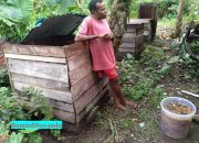 Ada petani di Nabire yang tidak tergantung pupuk anorganik