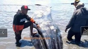 Seekor Paus terdampar dan mati di sungai Poronai