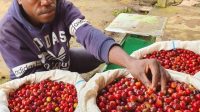 Andi Gobay ajak pemuda rawat tanaman, misalnya kopi