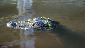 Kronologi buaya antar jasad bayi di Mahakam, Ini kata Pakar