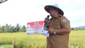 Panen Padi Nusantara satu Juta Hektar Kelompok Tani Bahagia di Nabire