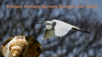 [Dongeng] Burung Bangau dan Siput