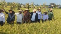 Wamendagri Panen Raya Padi 60 Hektar di Nabire, Hasilnya Memuaskan