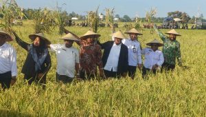 Wamendagri Panen Raya Padi 60 Hektar di Nabire, Hasilnya Memuaskan