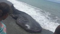 Warga temukan seekor Hiu Paus mati dan terdampar di Pantai Sembor