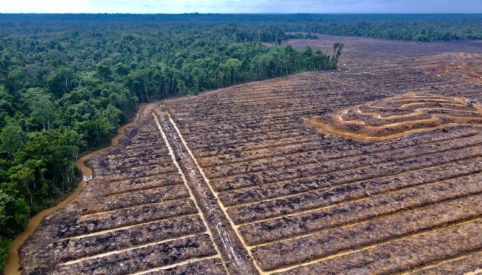 Dikepung Oligarki, Tanah Papua Di Ambang Kehancuran Ekologis