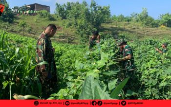 Masyarakat Calabai Nikmati Hasil Tani Personel Yonif TP 875/SYP