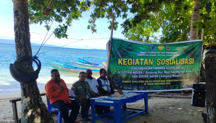 Pemprov Papua Tengah Kembangkan Tanaman Kelapa