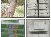 Kasus Skabies Meluas hingga Berkomplikasi Pioderma, Dinkes Papua Tengah Pastikan Obat dan Tim Medis Tetap Sampai ke Puncak Jaya
